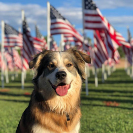 Happy dog in front of a Healing Field.