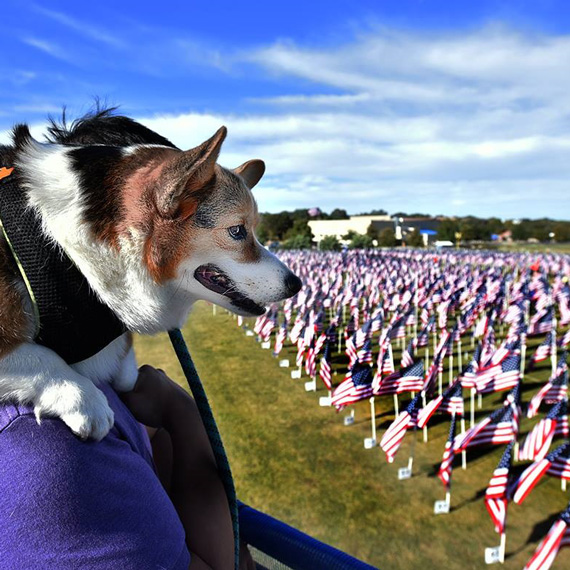 Corgy on someones shoulder overlooking a field of flags.