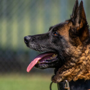 MWD Denzel