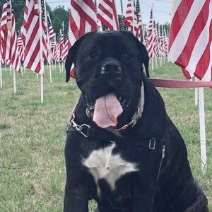 PATRIOTIC DOLCE