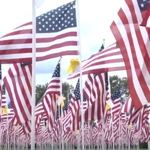 FIELD OF FLAGS 2
